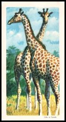 35 Giraffe